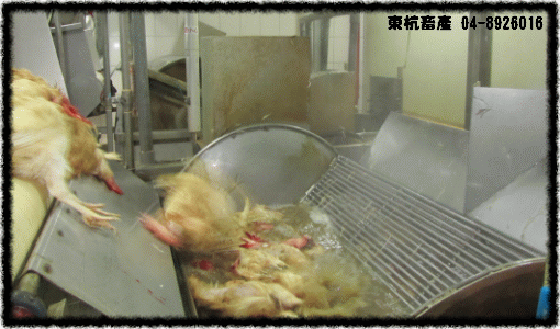 ROC,Taiwan,DongHang,Chicken,Duck,Goose,Slaughterhouse,Electric slaughtering plants,Chicken trade,Duck trade,Goose trade,Business,International trade,Chicken Song,Chicken wire,Chicken strips