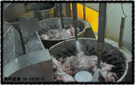ROC,Taiwan,DongHang,Chicken,Duck,Goose,Slaughterhouse,Electric slaughtering plants,Chicken trade,Duck trade,Goose trade,Business,International trade,Chicken Song,Chicken wire,Chicken strips