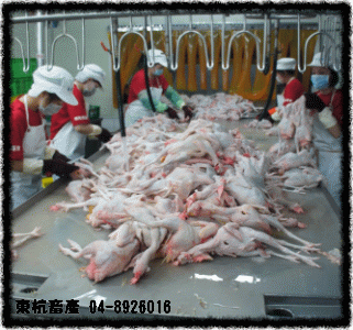 ROC,Taiwan,DongHang,Chicken,Duck,Goose,Slaughterhouse,Electric slaughtering plants,Chicken trade,Duck trade,Goose trade,Business,International trade,Chicken Song,Chicken wire,Chicken strips