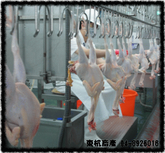 ROC,Taiwan,DongHang,Chicken,Duck,Goose,Slaughterhouse,Electric slaughtering plants,Chicken trade,Duck trade,Goose trade,Business,International trade,Chicken Song,Chicken wire,Chicken strips