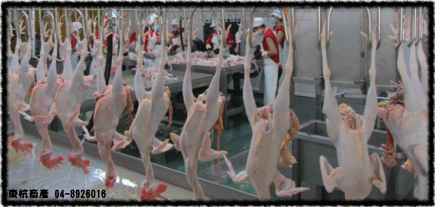 ROC,Taiwan,DongHang,Chicken,Duck,Goose,Slaughterhouse,Electric slaughtering plants,Chicken trade,Duck trade,Goose trade,Business,International trade,Chicken Song,Chicken wire,Chicken strips