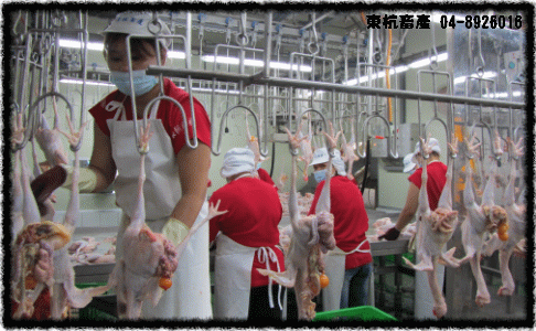 ROC,Taiwan,DongHang,Chicken,Duck,Goose,Slaughterhouse,Electric slaughtering plants,Chicken trade,Duck trade,Goose trade,Business,International trade,Chicken Song,Chicken wire,Chicken strips