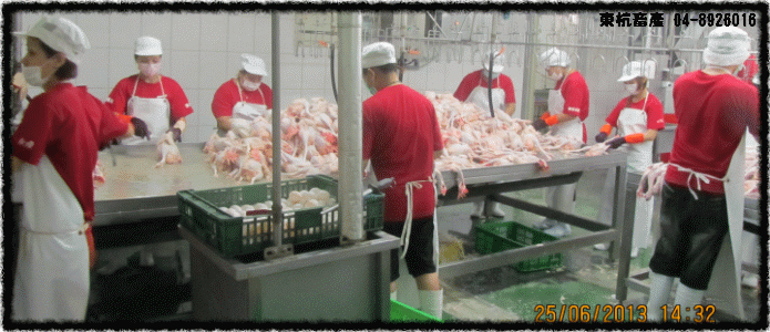 ROC,Taiwan,DongHang,Chicken,Duck,Goose,Slaughterhouse,Electric slaughtering plants,Chicken trade,Duck trade,Goose trade,Business,International trade,Chicken Song,Chicken wire,Chicken strips