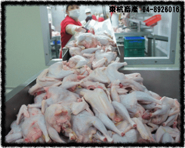 ROC,Taiwan,DongHang,Chicken,Duck,Goose,Slaughterhouse,Electric slaughtering plants,Chicken trade,Duck trade,Goose trade,Business,International trade,Chicken Song,Chicken wire,Chicken strips