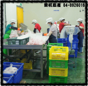 ROC,Taiwan,DongHang,Chicken,Duck,Goose,Slaughterhouse,Electric slaughtering plants,Chicken trade,Duck trade,Goose trade,Business,International trade,Chicken Song,Chicken wire,Chicken strips