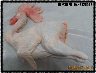 ROC,Taiwan,DongHang,Chicken,Duck,Goose,Slaughterhouse,Electric slaughtering plants,Chicken trade,Duck trade,Goose trade,Business,International trade,Chicken Song,Chicken wire,Chicken strips